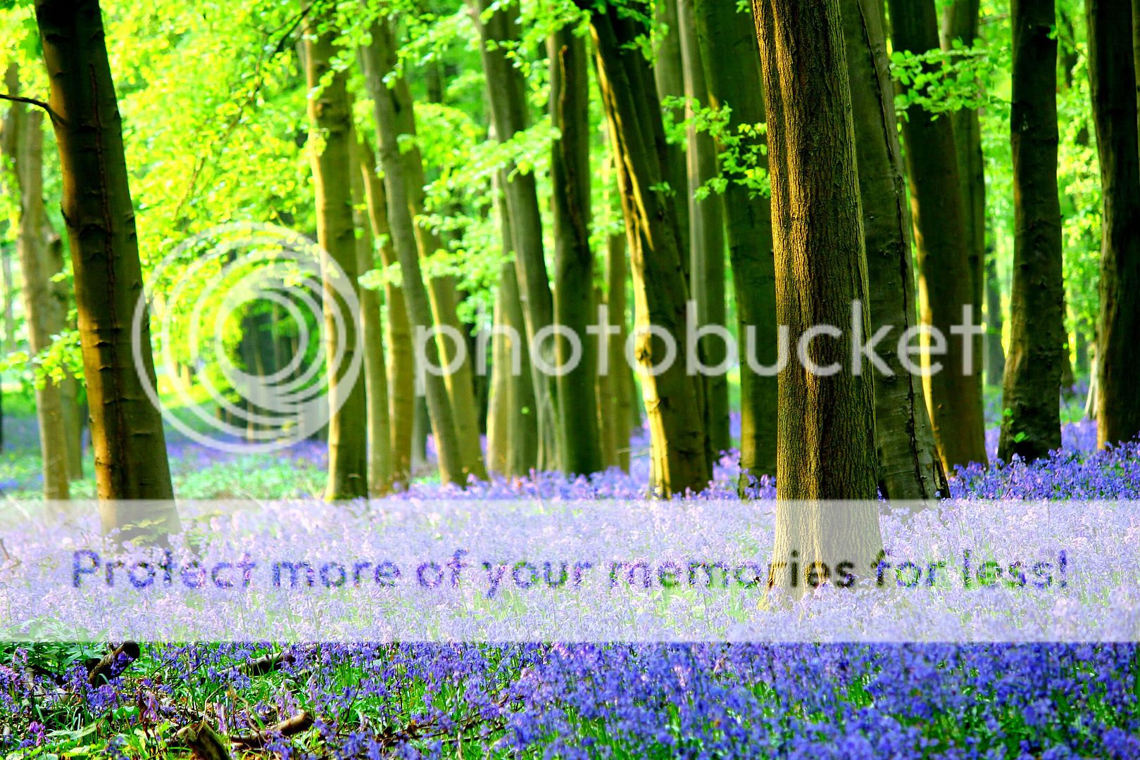 英国土生蓝铃花/cambridge